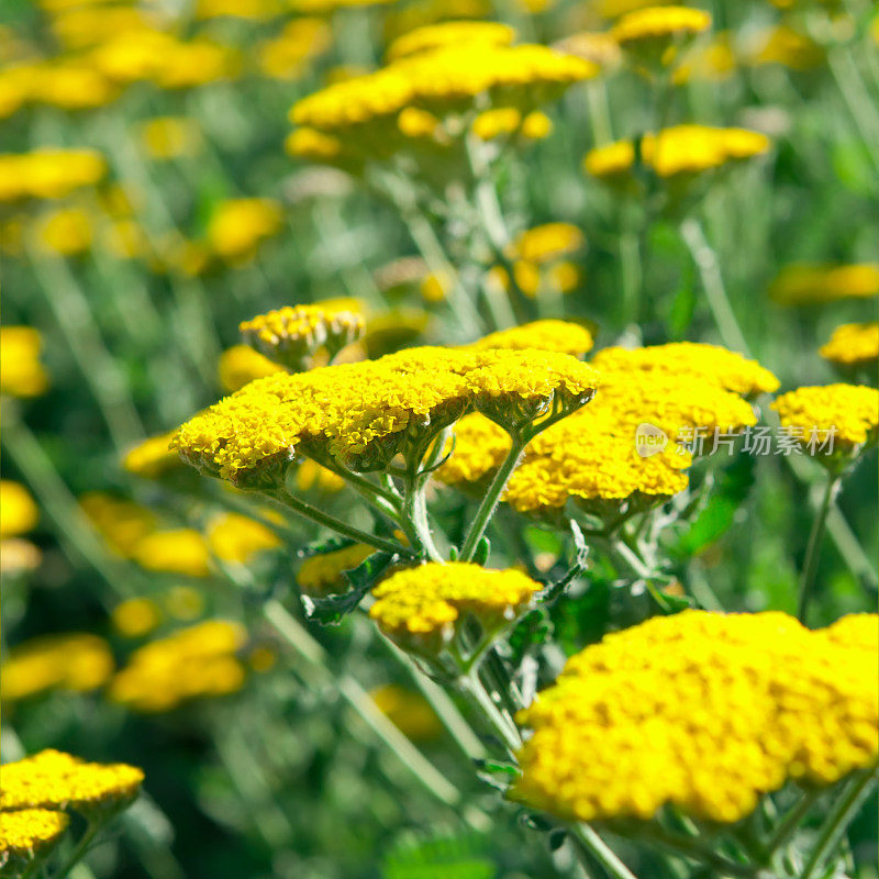 蓍草(Achillea millefolium) - V